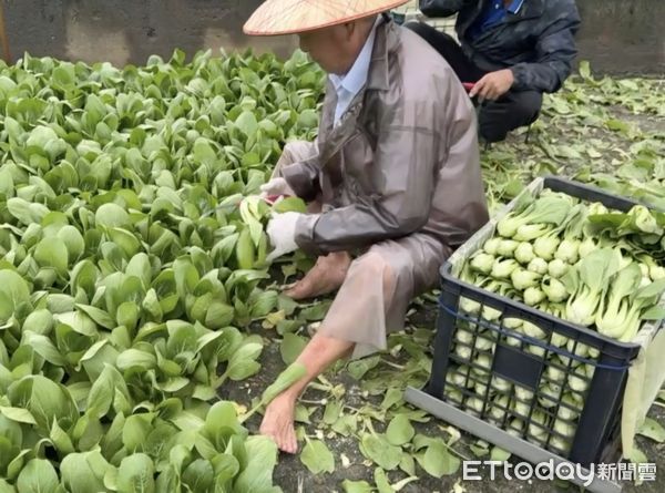 ▲今日風大雨小，雲林二崙、西螺等蔬菜產地均可見網室菜農出動搶收。（圖／記者王悉宇翻攝）