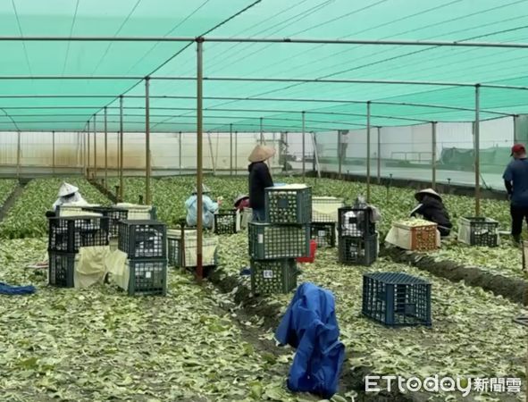 ▲今日風大雨小，雲林二崙、西螺等蔬菜產地均可見網室菜農出動搶收。（圖／記者王悉宇翻攝）