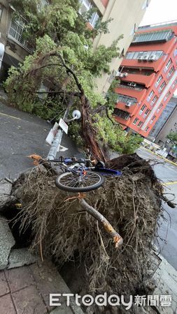 ▲▼康芮颱風一夜狂風，北市鎮江街路樹橫倒。（圖／記者陳煥丞攝）