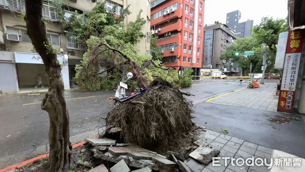 ▲▼康芮颱風一夜狂風，北市鎮江街路樹橫倒。（圖／記者陳煥丞攝）