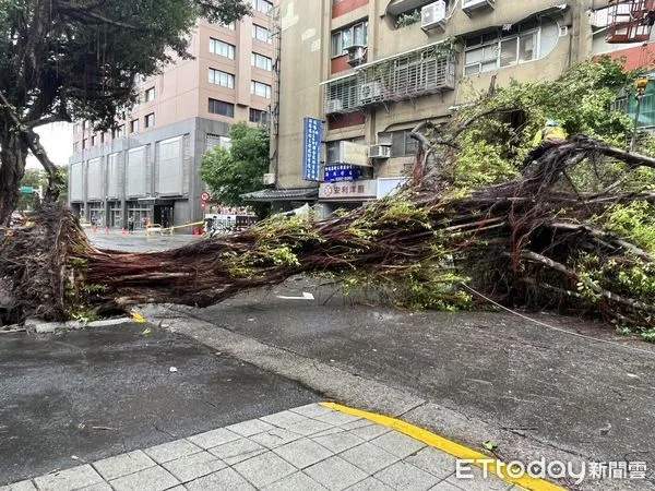 ▲▼立法院周遭的鎮江街，受康芮風災影響路樹倒塌，導致部會官員座車被迫繞道。（圖／記者杜冠霖攝）。