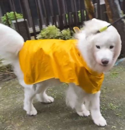 ▲愛犬們颱風天「堅持出門」　奴才崩潰冒風雨「捨命陪主子」散步（圖／daohui_samoyed提供，請勿隨意翻拍，以免侵權。）