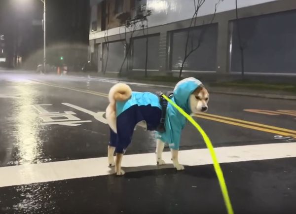 ▲愛犬們颱風天「堅持出門」　奴才崩潰冒風雨「捨命陪主子」散步。（圖／iamshibaollie提供，請勿隨意翻拍，以免侵權。）