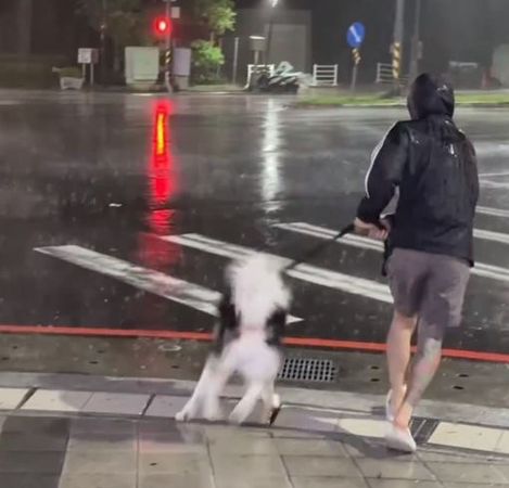 ▲愛犬們颱風天「堅持出門」　奴才崩潰冒風雨「捨命陪主子」散步。（圖／xin806提供，請勿隨意翻拍，以免侵權。）