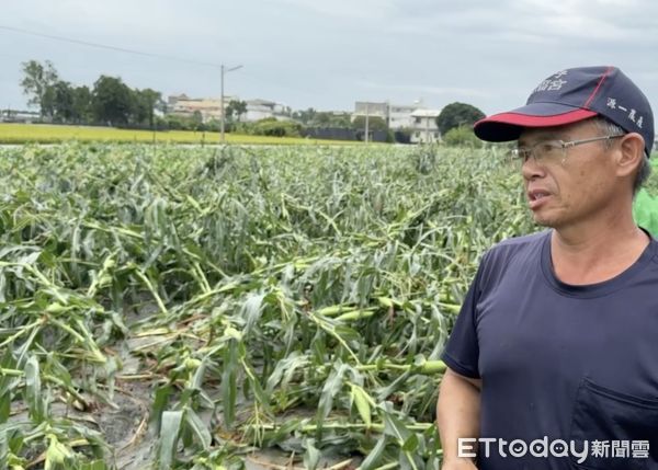 ▲康芮颱風高達12級陣風強襲下，雲林來不及採收的稻米、玉米全區倒伏，即便有防風網的青椒也造成農損慘重。（圖／記者王悉宇翻攝）