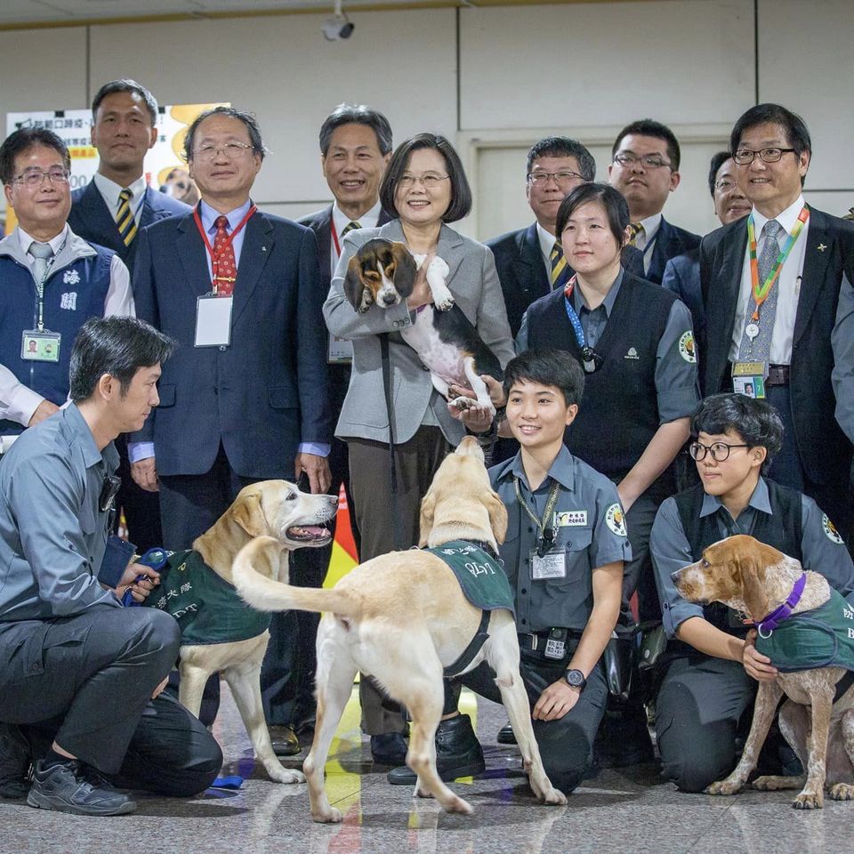 ▲台灣成為東亞唯二「非洲豬瘟非疫國」，前總統蔡英文發文感謝。（圖／翻攝自Facebook／蔡英文）