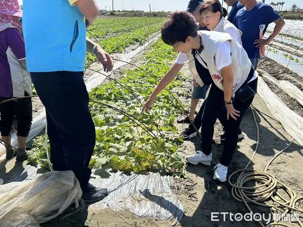 ▲陳亭妃會勘東原2號橋下陷及將軍哈密瓜農損，加速爭取復建與補助經費。（圖／記者林東良翻攝，下同）