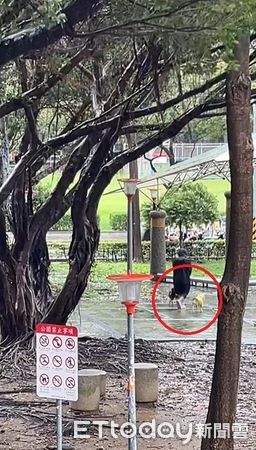 無懼強烈風雨！2隻雨衣柴犬「興奮往公園衝」　飼主克難拉著牽繩（圖／網友陳小姐提供，請勿隨意翻拍，以免侵權。）