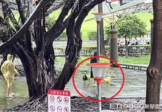 無懼強烈風雨！2隻雨衣柴犬「興奮往公園衝」　飼主克難拉著牽繩（圖／網友陳小姐提供，請勿隨意翻拍，以免侵權。）