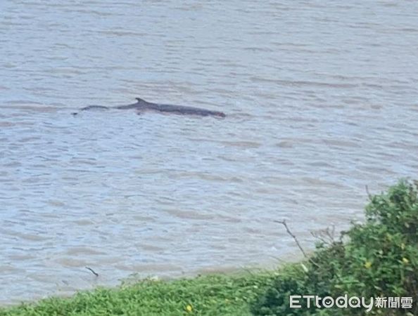 ▲侏儒抹香鯨「母帶子」擱淺淡水河　「翻滾掙扎」海巡出動救援。（圖／網友橘子提供，請勿隨意翻拍，以免侵權。）