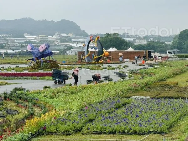 ▲「2024新社花海暨台中國際花毯節」整體已花開7成，孰料碰上颱風，20萬朵花卉躺平。（圖／讀者提供）