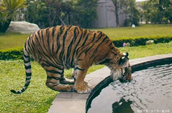 ▲虎牌以前「真的有老虎」！　公司池塘喝水「拍雜誌」長大送動物園。（圖／翻攝自X／タイガー魔法瓶）