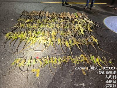 屏東10月啟動「夜巡捕綠鬣蜥」專案　執行13次已捕獲1662隻