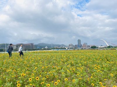 北市2河濱「向日葵、圓仔花」滿開