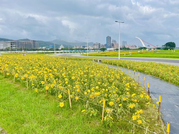 ▲北市兩大河濱公園花況。（圖／北市水利處提供）