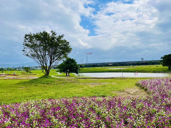 ▲北市兩大河濱公園花況。（圖／北市水利處提供）