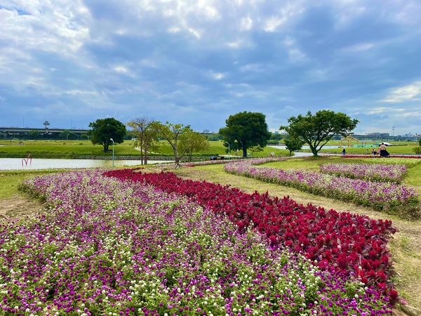 ▲北市兩大河濱公園花況。（圖／北市水利處提供）