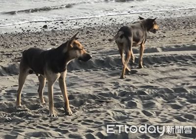 台南漁光島衝浪客「被浪犬追咬」大腿留齒痕　恐怖畫面曝光