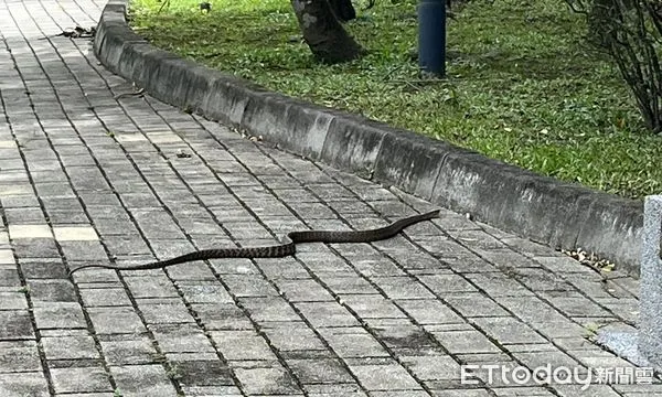 ▲苗栗市貓裏喵親子公園人行道早上被民眾發現有蛇        。（圖／翻攝臉書「苗栗大小事」）