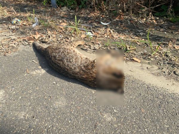 ▲國道和美路段有石虎遭到路殺。（圖／吳老師提供）