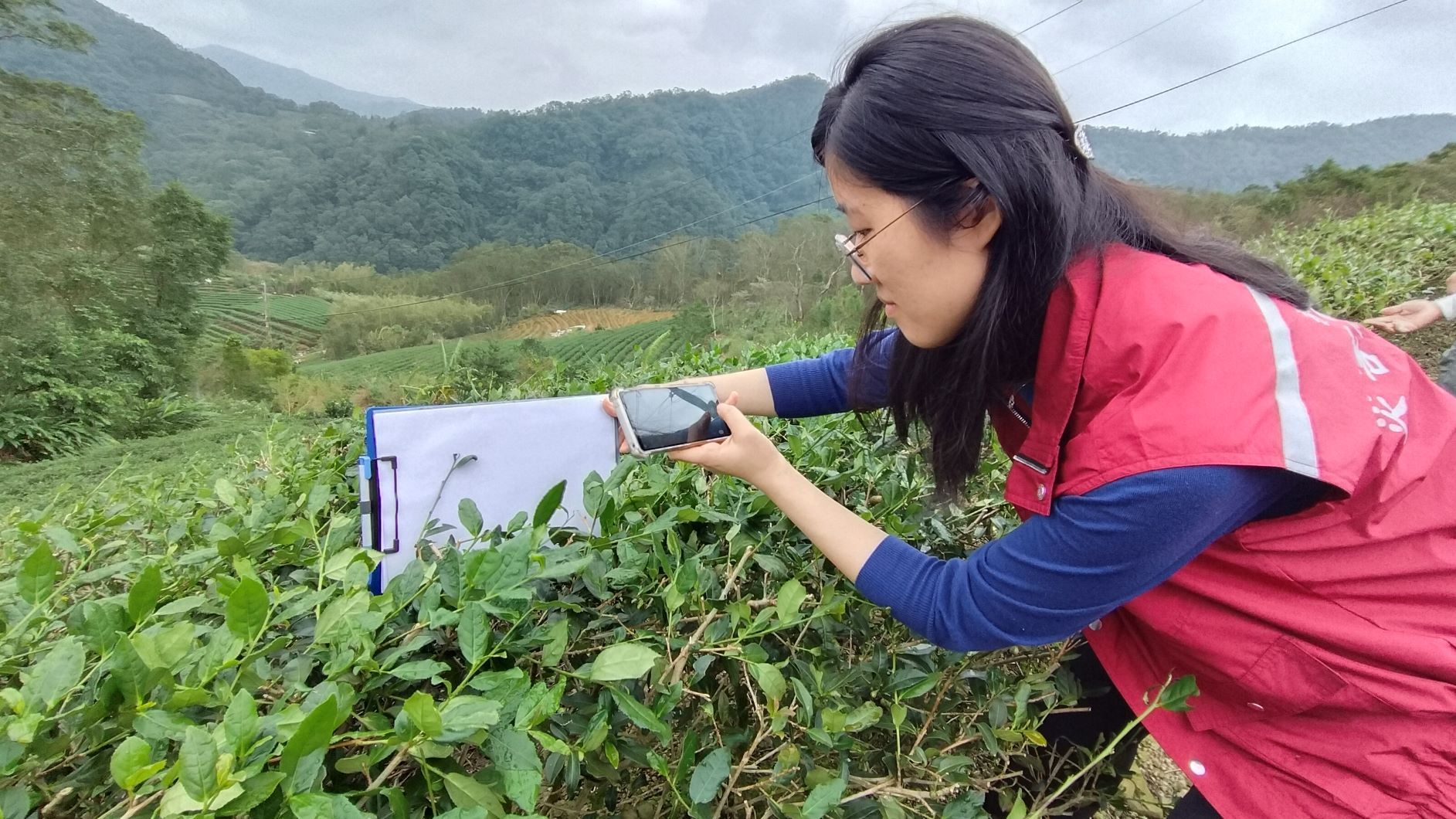 ▲新北茶天然災害現金救助 11／18前可到公所申請。（圖／新北市農業局提供）