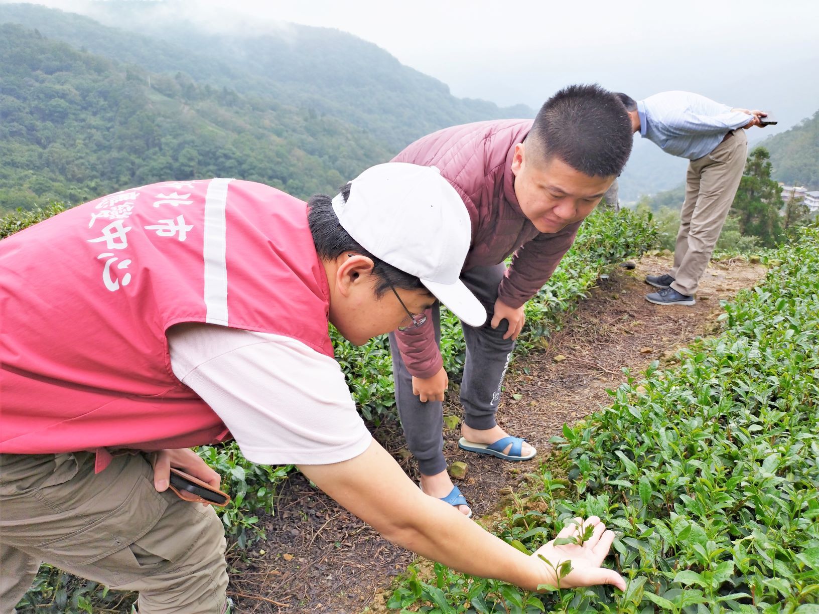 ▲新北茶天然災害現金救助 11／18前可到公所申請。（圖／新北市農業局提供）