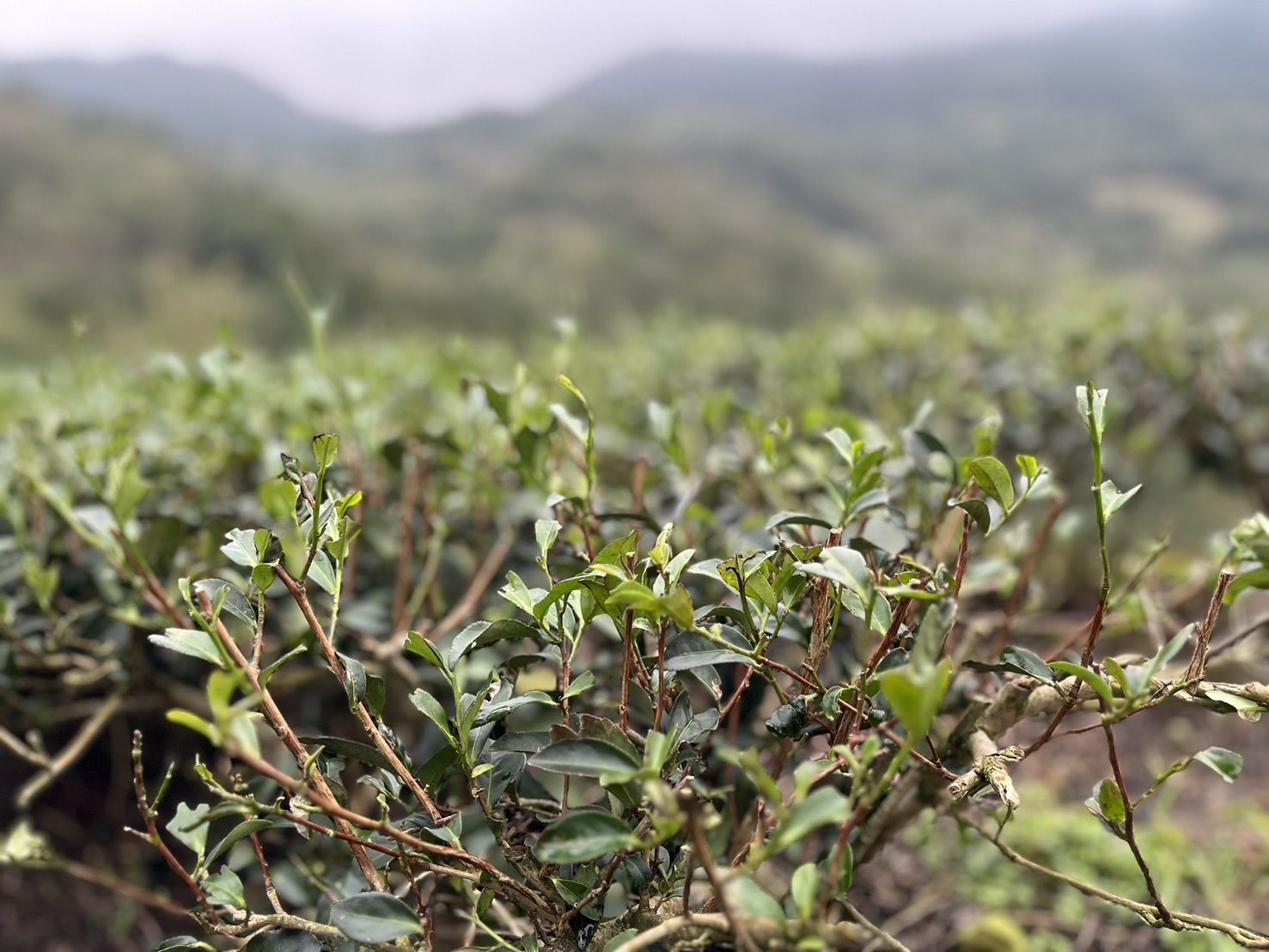 ▲新北茶天然災害現金救助 11／18前可到公所申請。（圖／新北市農業局提供）