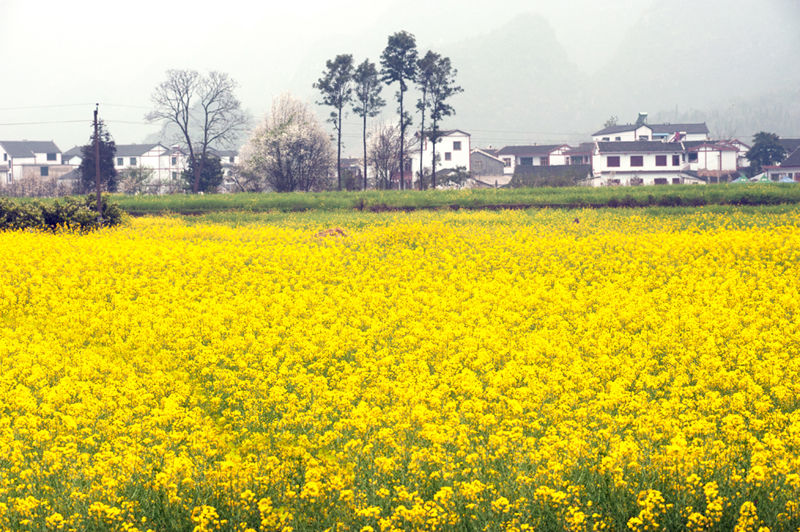 ▲▼七逗旅遊網,鳳凰旅遊,貴州。（圖／七逗旅遊網提供）