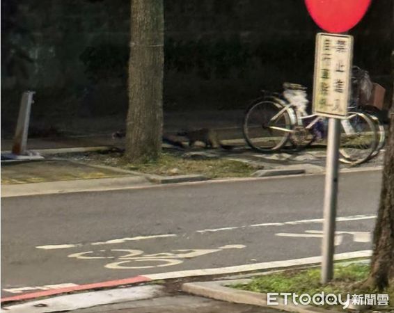 ▲白鼻心「一家五口」台大趴趴走　爸媽帶小孩「過馬路」還有偷跑的。（圖／網友陳同學提供，請勿隨意翻拍，以免侵權。）