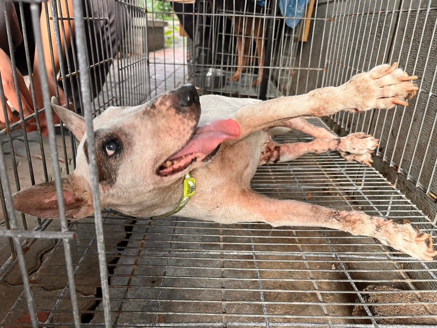 ▲▼    遭棄養牛頭㹴犬 雖半身不遂已獲愛心認養 。（圖／嘉義縣政府提供）