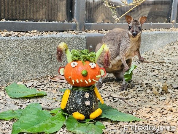 ▲壽山動物園舉辦萬聖南瓜派對。（圖／翻攝自Facebook／壽山動物園）