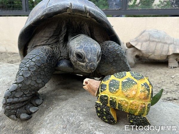 ▲壽山動物園舉辦萬聖南瓜派對。（圖／翻攝自Facebook／壽山動物園）