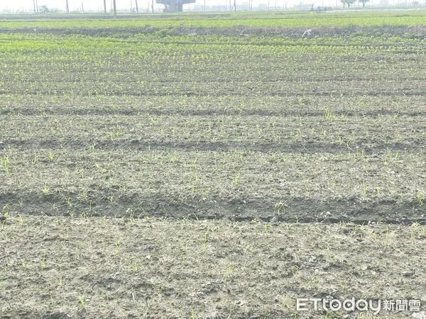 ▲萬丹鄉紅豆長出幼苗慘遭綠鬣蜥「剃光頭」            。（圖／洪宗麒提供）