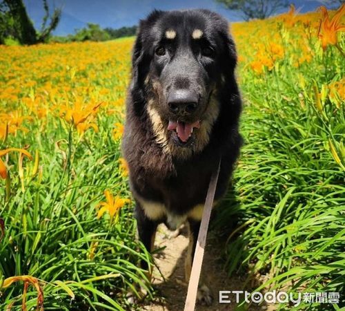 ▲獒犬玩椰子「自嗨」！　用手手撥「帶球跑」叼起來：這個好玩～（圖／網友Joelle提供，請勿隨意翻拍，以免侵權。）