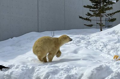 北海道最老動物園！雪地森林看北極熊