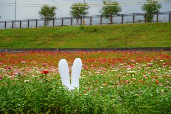 ▲「北投關渡花海」今年除了原先的八仙展區外，再加碼新增一個「河濱展區」，但受颱風影響目前花況不如預期。（圖／公園處提供）