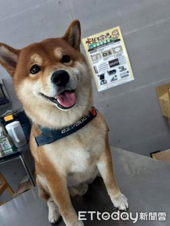 ▲▼嘉義縣環保局推動「犬便不落地」，共創宜居環境   。（圖／嘉義縣政府提供）