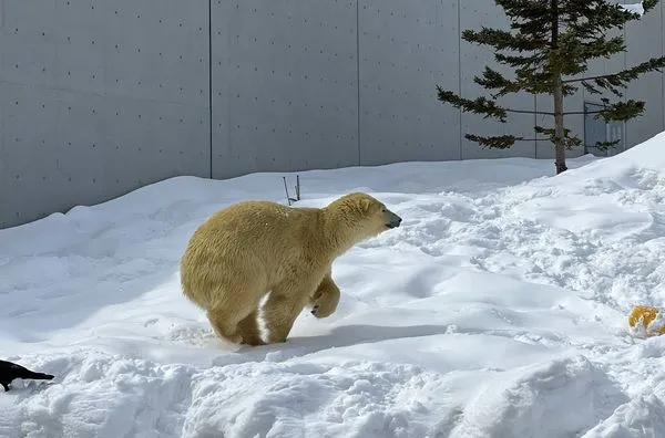 ▲▼造訪北海道最古老動物園！見證北極熊雪地漫步　宛如踏入野外森林。（圖／部落客CJ夫人提供）