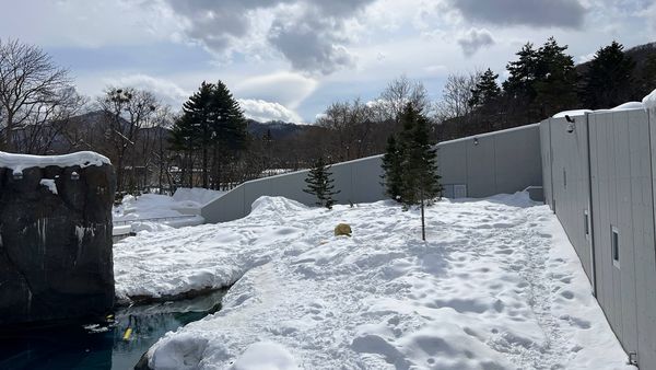 ▲▼造訪北海道最古老動物園！見證北極熊雪地漫步　宛如踏入野外森林。（圖／部落客CJ夫人提供）