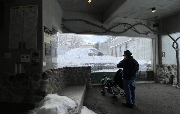 ▲▼造訪北海道最古老動物園！見證北極熊雪地漫步　宛如踏入野外森林。（圖／部落客CJ夫人提供）