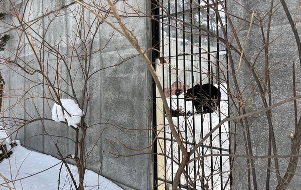 ▲▼造訪北海道最古老動物園！見證北極熊雪地漫步　宛如踏入野外森林。（圖／部落客CJ夫人提供）