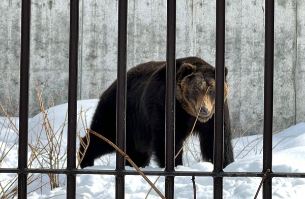 ▲▼造訪北海道最古老動物園！見證北極熊雪地漫步　宛如踏入野外森林。（圖／部落客CJ夫人提供）