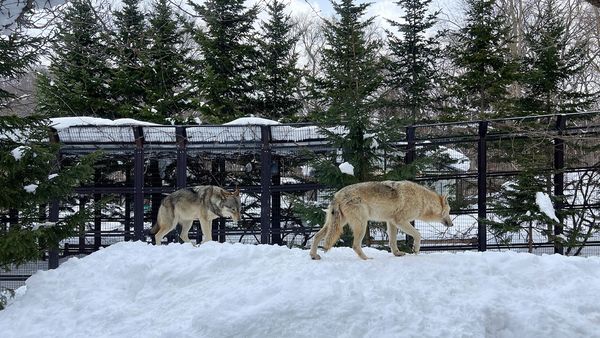 ▲▼造訪北海道最古老動物園！見證北極熊雪地漫步　宛如踏入野外森林。（圖／部落客CJ夫人提供）