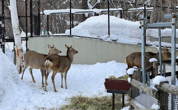 ▲▼造訪北海道最古老動物園！見證北極熊雪地漫步　宛如踏入野外森林。（圖／部落客CJ夫人提供）