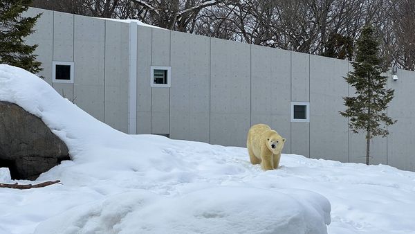 ▲▼造訪北海道最古老動物園！見證北極熊雪地漫步　宛如踏入野外森林。（圖／部落客CJ夫人提供）