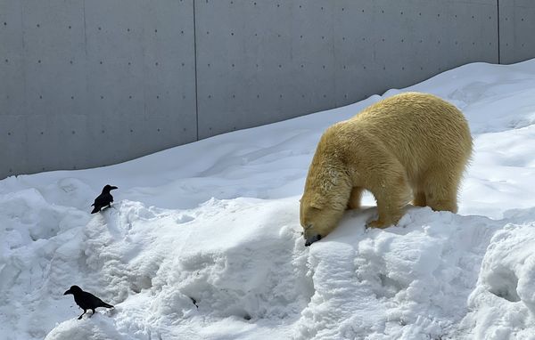 ▲▼造訪北海道最古老動物園！見證北極熊雪地漫步　宛如踏入野外森林。（圖／部落客CJ夫人提供）