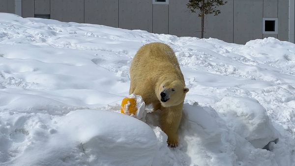 ▲▼造訪北海道最古老動物園！見證北極熊雪地漫步　宛如踏入野外森林。（圖／部落客CJ夫人提供）