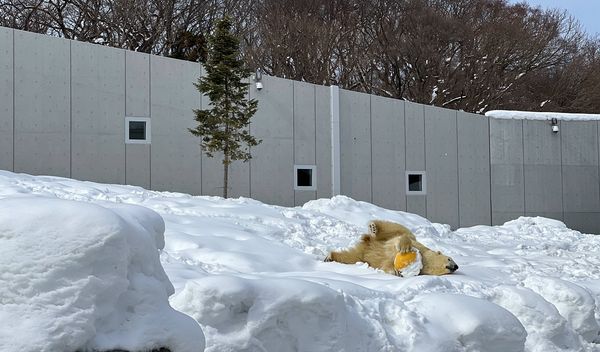 ▲▼造訪北海道最古老動物園！見證北極熊雪地漫步　宛如踏入野外森林。（圖／部落客CJ夫人提供）