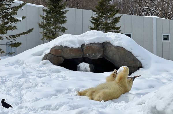 ▲▼造訪北海道最古老動物園！見證北極熊雪地漫步　宛如踏入野外森林。（圖／部落客CJ夫人提供）