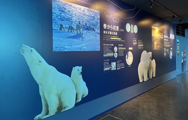 ▲▼造訪北海道最古老動物園！見證北極熊雪地漫步　宛如踏入野外森林。（圖／部落客CJ夫人提供）